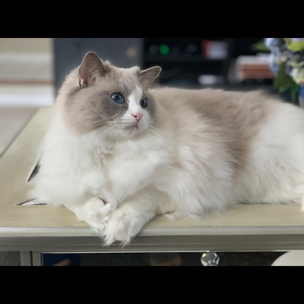 Meet your Posher, Chenxi